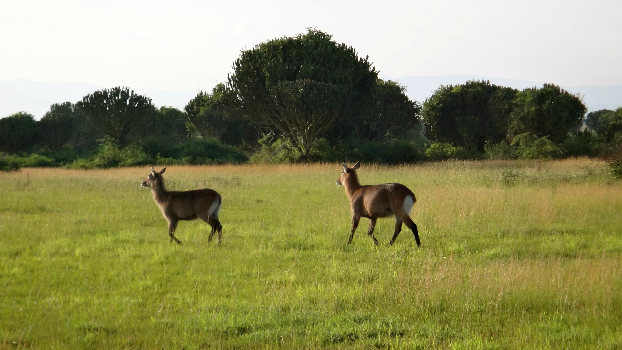 Waterbucks on the savanna plains of Queen Elizabeth National Park Uganda